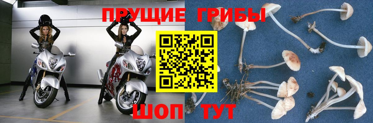 Карпинск  Псилоцибиновые грибы мицелий  Вход с VPN 